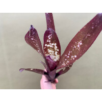 Bilbergia Purple Dream