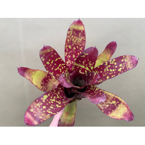 Neoregelia Hannibal Yellow