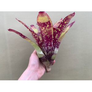 Neoregelia Hannibal Yellow