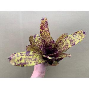 Neoregelia lila Joe