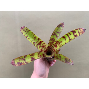 Neoregelia Python