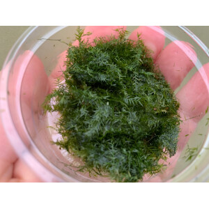 Phoenixmoos Fissidens fotanus