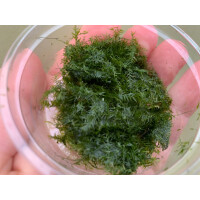 Phoenixmoos Fissidens fotanus