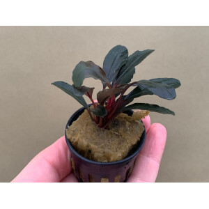 Bucephalandra Red Central