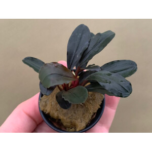 Bucephalandra Red Central
