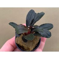 Bucephalandra Red Central