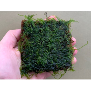 Cokos Pad 9x9cm im Wabikusa Mats Format with Javamoss