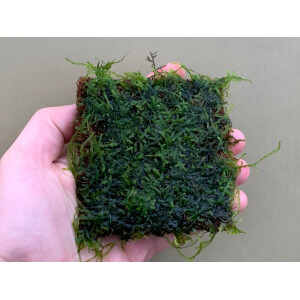 Cokos Pad 9x9cm im Wabikusa Mats Format with Javamoss