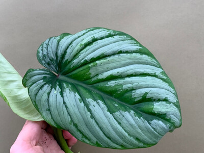 Philodendron Mamei Silver Cloud Cutting