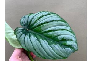 Philodendron Mamei Silver Cloud Cutting