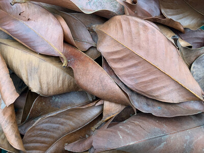 Mangostane Leaves 1-2 Liter