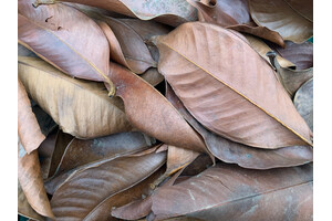 Mangostane Leaves 1-2 Liter