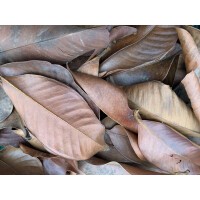 Mangostin Blätter 1-2 Liter