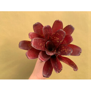 Neoregelia Fireball Hybrid