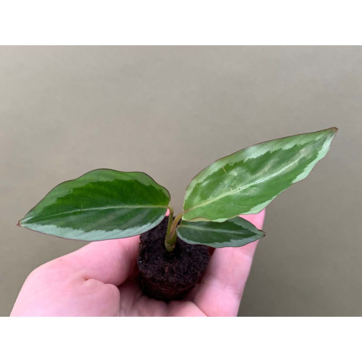 Calathea Bicajoux Gekko Pink Babyplant