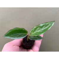 Calathea Bicajoux Gekko Pink Babyplant