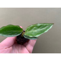 Calathea Bicajoux Gekko Pink Babyplant