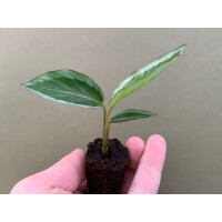 Calathea Bicajoux Gekko Pink Babyplant