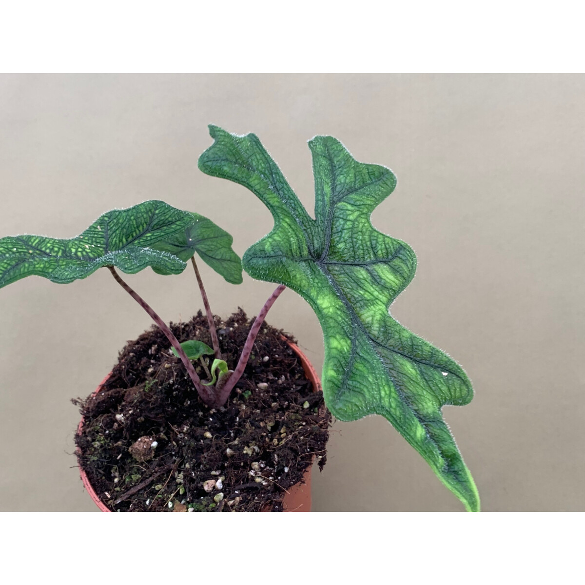 Alocasia jacklyn M