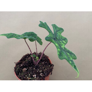 Alocasia jacklyn M