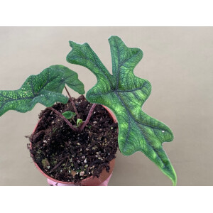 Alocasia jacklyn