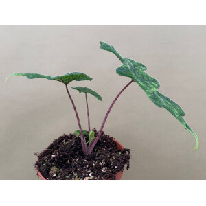 Alocasia jacklyn