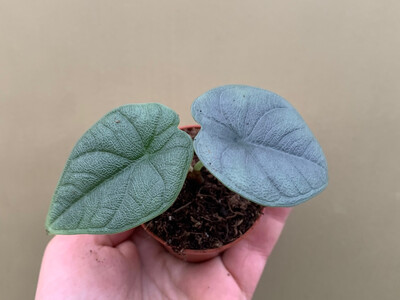 Alocasia melo Babyplant