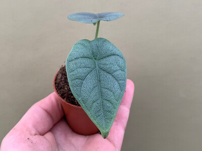 Alocasia melo Babyplant