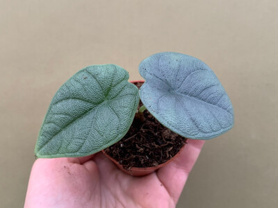 Alocasia melo Babyplant