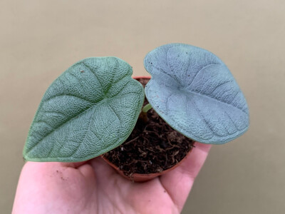 Alocasia melo Babyplant