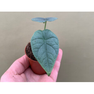 Alocasia melo Babyplant