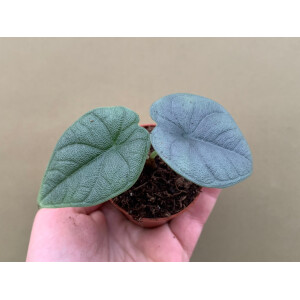 Alocasia melo Babyplant