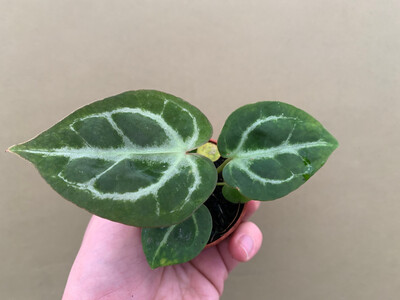 Anthurium crystallinum Babyplant