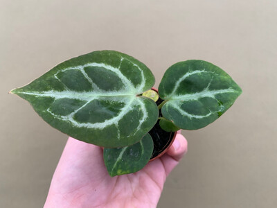 Anthurium crystallinum Babyplant