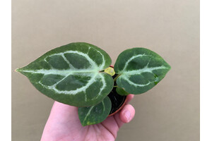 Anthurium crystallinum Babyplant