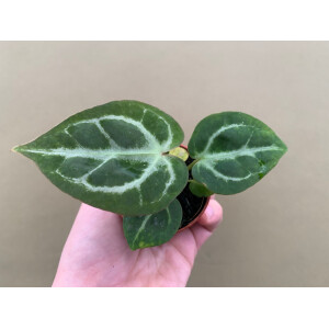Anthurium crystallinum Babyplant