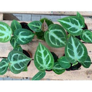 Anthurium crystallinum Babyplant