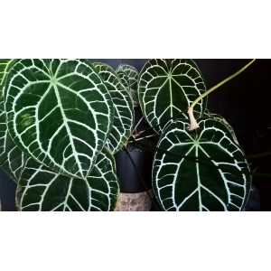 Anthurium crystallinum Babyplant