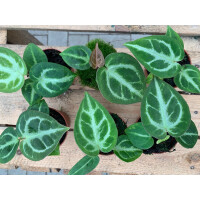 Anthurium crystallinum Babyplant