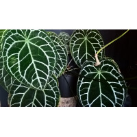 Anthurium crystallinum Babyplant
