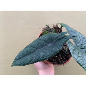 Alocasia scalprum