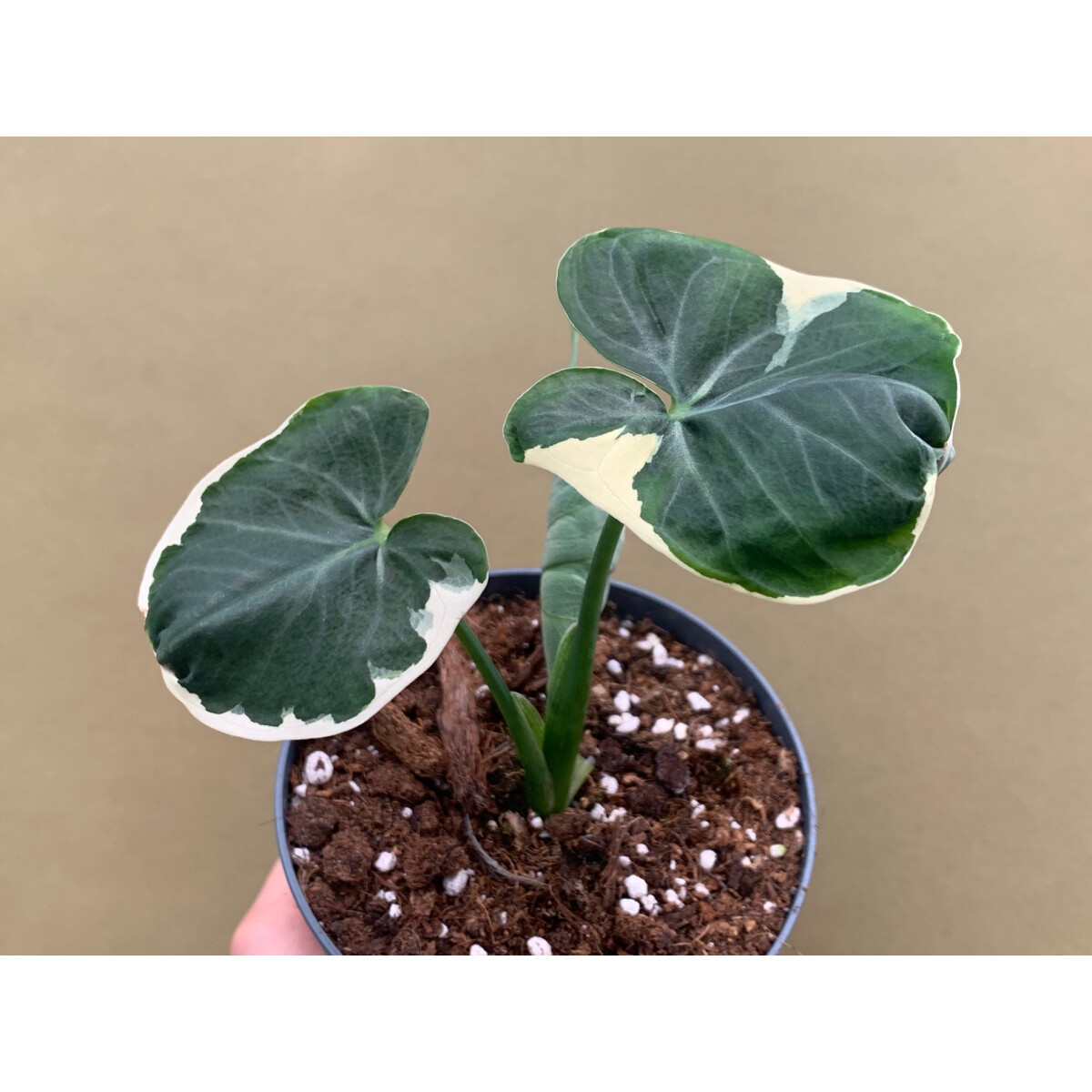 Xanthosoma variegata Mickey Mouse M - selten