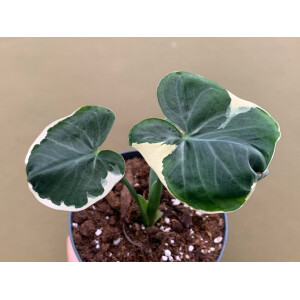 Xanthosoma variegata Mickey Mouse M - selten