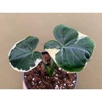 Xanthosoma variegata Mickey Mouse M - selten