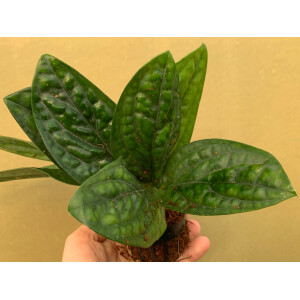 Monstera karstenianum Steckling