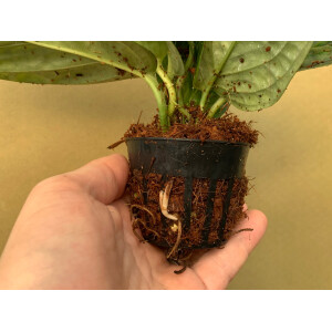 Monstera karstenianum Steckling