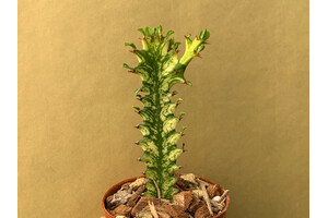 Euphorbia trigona variegata Ableger