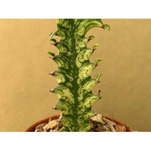 Euphorbia trigona variegata Ableger