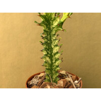 Euphorbia trigona variegata Ableger