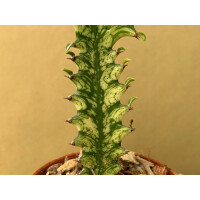 Euphorbia trigona variegata Ableger